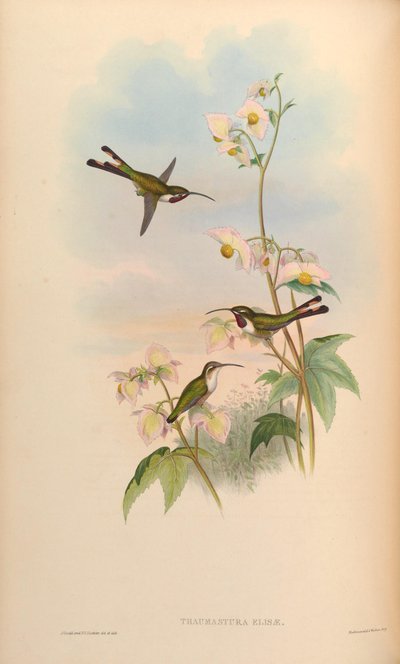 Thaumastura elizae = Doricha eliza by John Gould